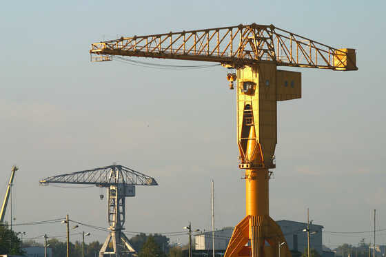 Les grues jaune et grise