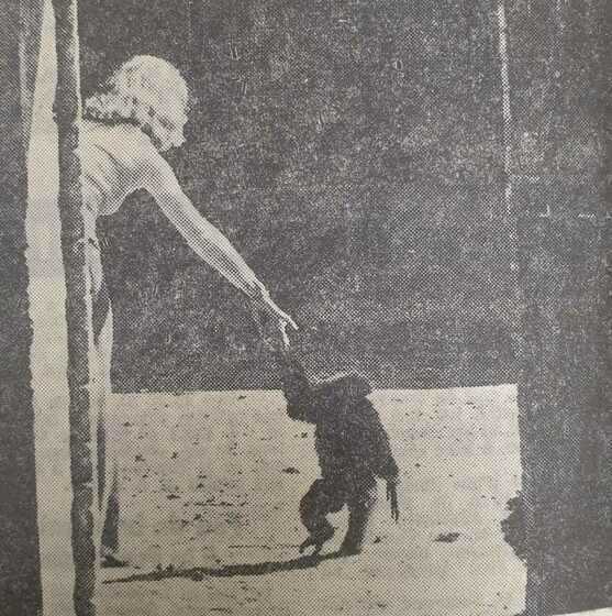 Chimpanzé tenant la main