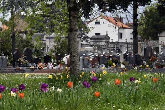 Espace libre cueillette de fleurs du cimetière Saint-Jacques