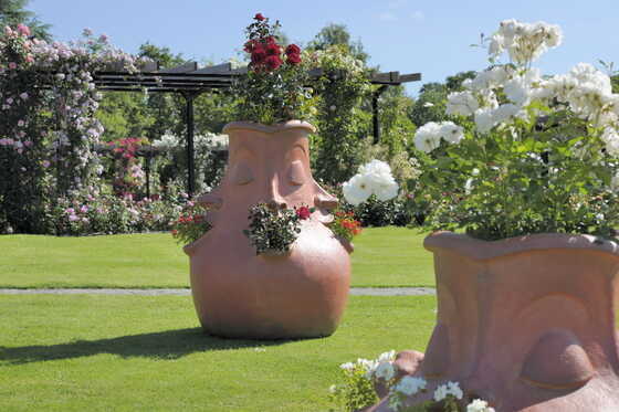 « Potanés » de Claude Ponti lors du Concours international de la rose parfumée, juin 2015