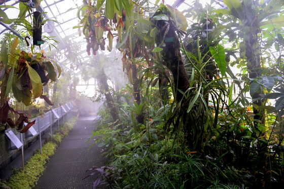 Serre tropicale d’exposition du Jardin des Plantes