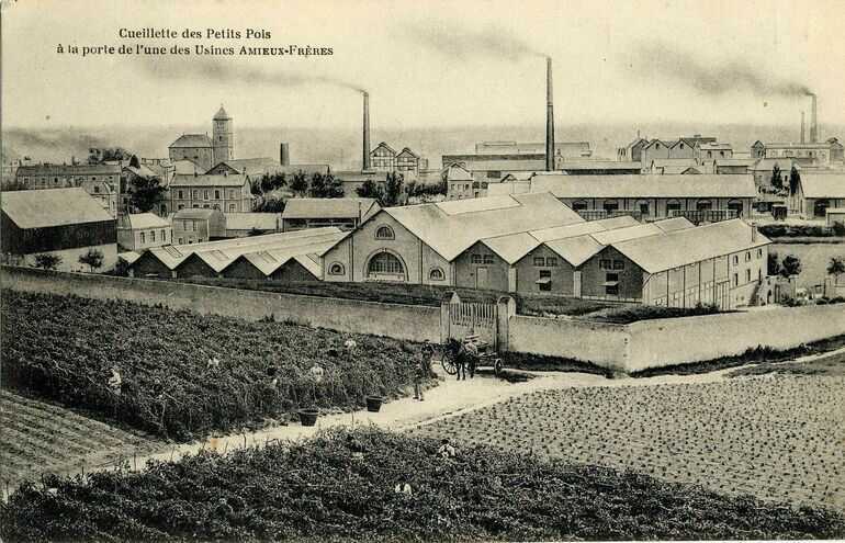 Cueillette des petits pois devant l'une des usines Amieux-Frères