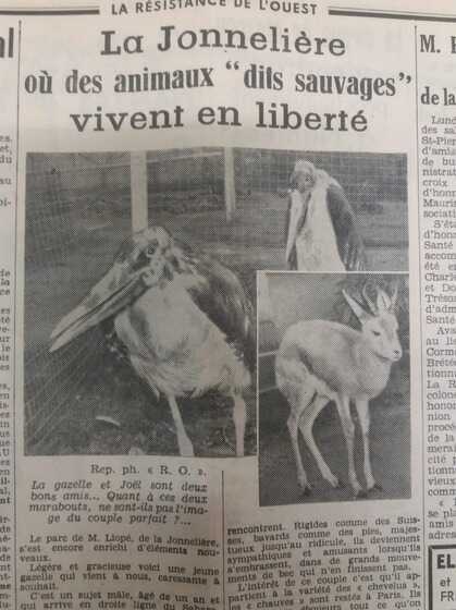 Animaux en liberté à la Jonelière