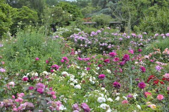 Roses du parc de la Beaujoire