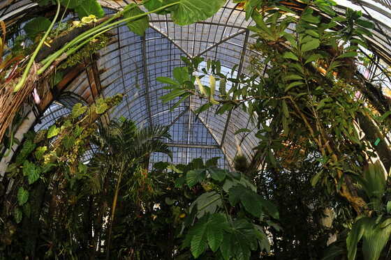 Serre équatoriale de culture du Jardin des Plantes