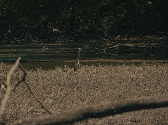 Héron cendré photographié sur les bords de Loire au parc de Beaulieu