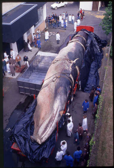 Les équipes au travail à l’École vétérinaire