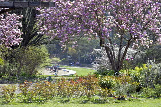 Magnolias du parc de la Beaujoire