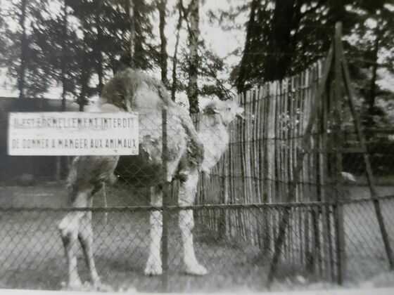 Balthazar, le dromadaire du Jardin des Plantes