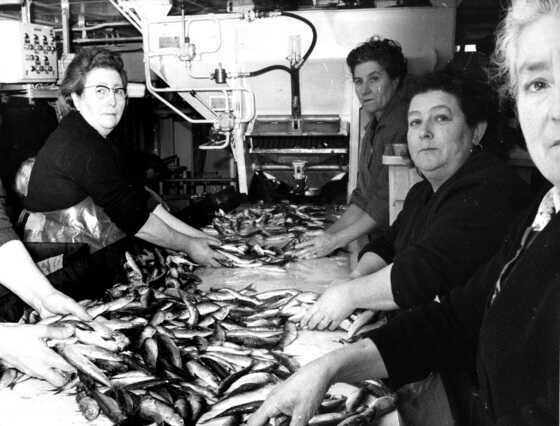 Des ouvrières du chalutier-conserveur Maria Polivanova en 1966 préparent le poisson