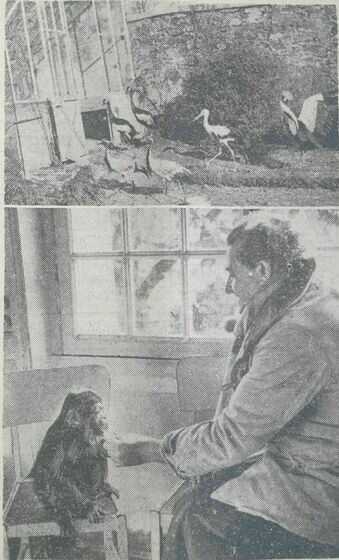 Photo d’oiseaux et du singe Cheetah avec Paul Liopé, le 3 mars 1957
