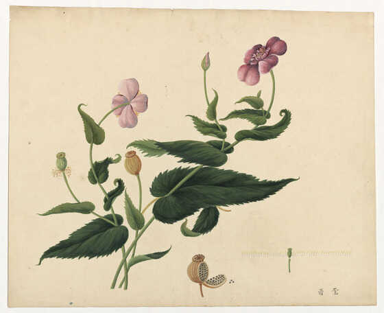 Illustration de la plante « papaver somniferum »