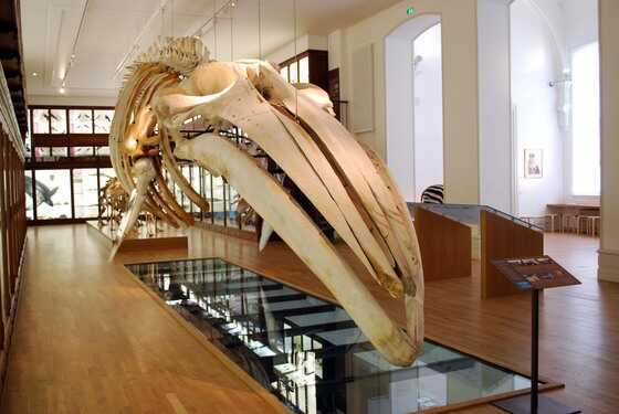 Le squelette de la baleine dans le Muséum de Nantes