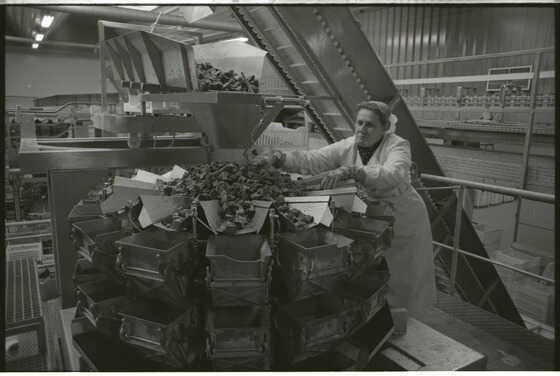 Ouvrière de l'usine Saupiquet